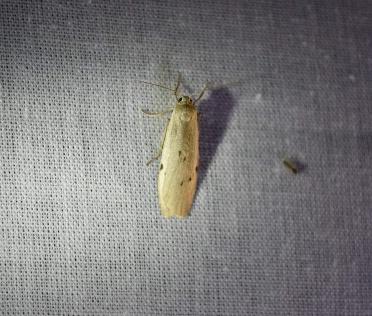Pelosia muscerda - hamvas zuzmószövő