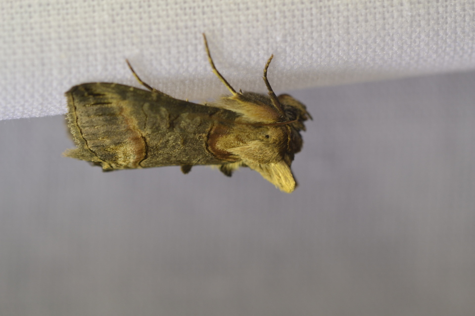 Abrostola triplasia - közönséges csalánbagoly