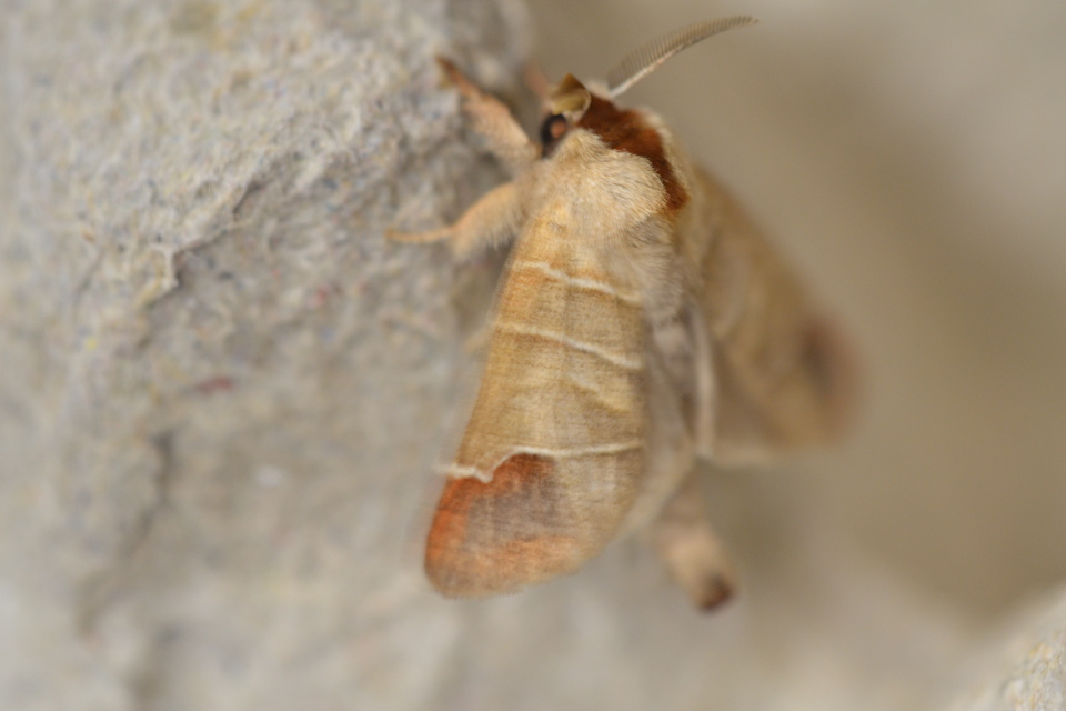 Clostera curtula - rövidszárnyú levélszövő