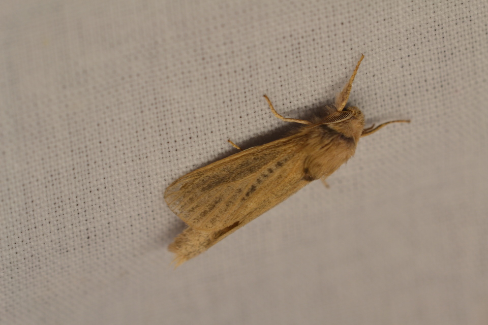 Phragmataecia castaneae - nádfúrólepke