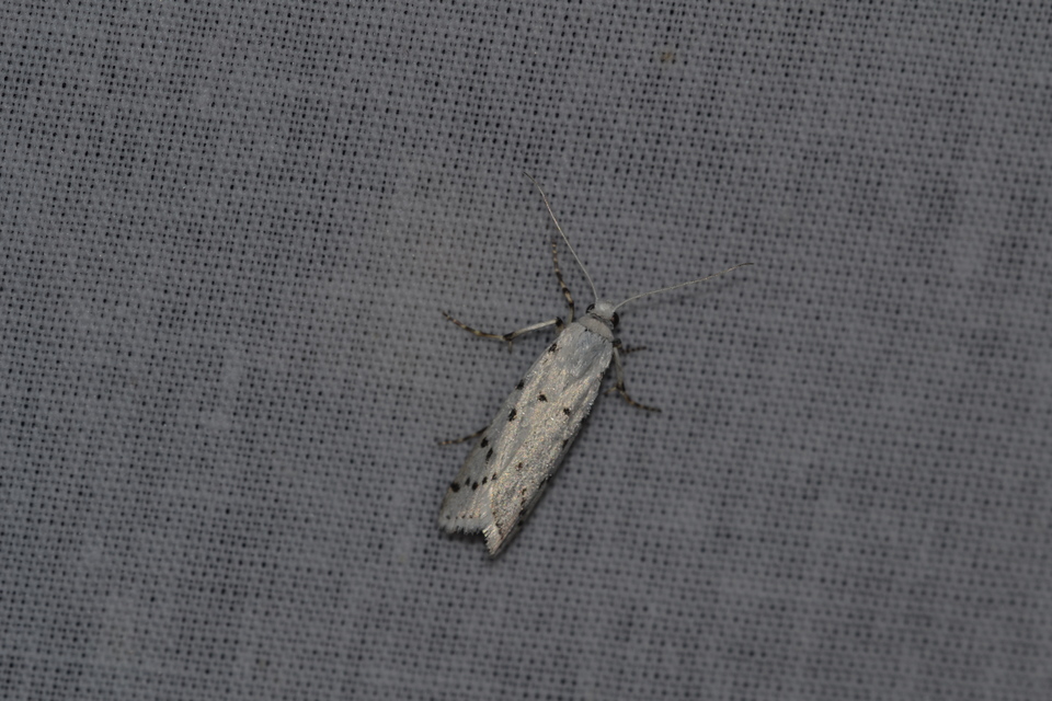 Myelois circumvoluta - pettyes karcsúmoly