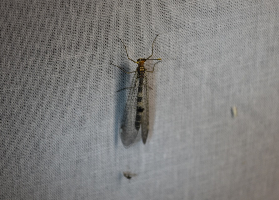 Megistopus flavicornis - kétfoltos hangyaleső