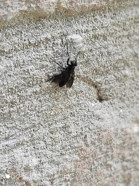 Melanophora roralis