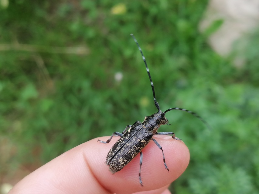 Monochamus galloprovincialis pistor - foltos fenyvescincér