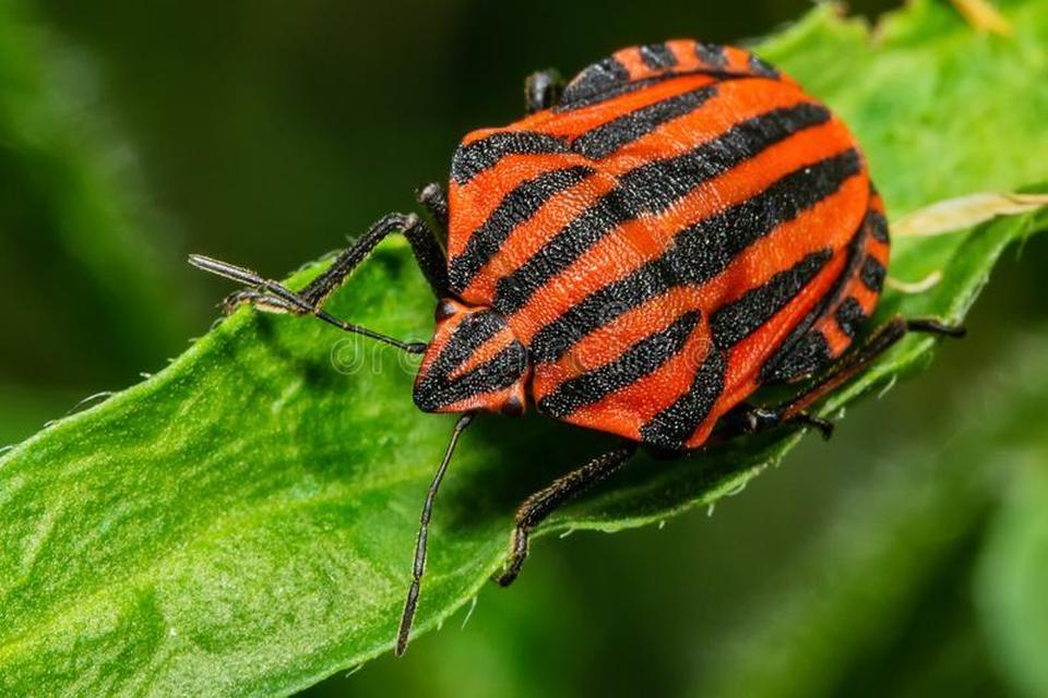 Graphosoma italicum - csíkos pajzsospoloska