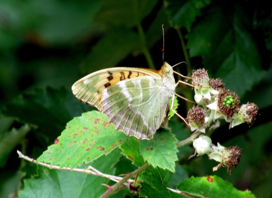 Argynnis paphia - nagy gyöngyházlepke