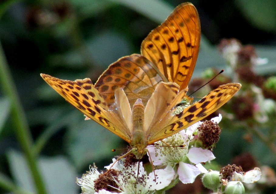Argynnis paphia - nagy gyöngyházlepke