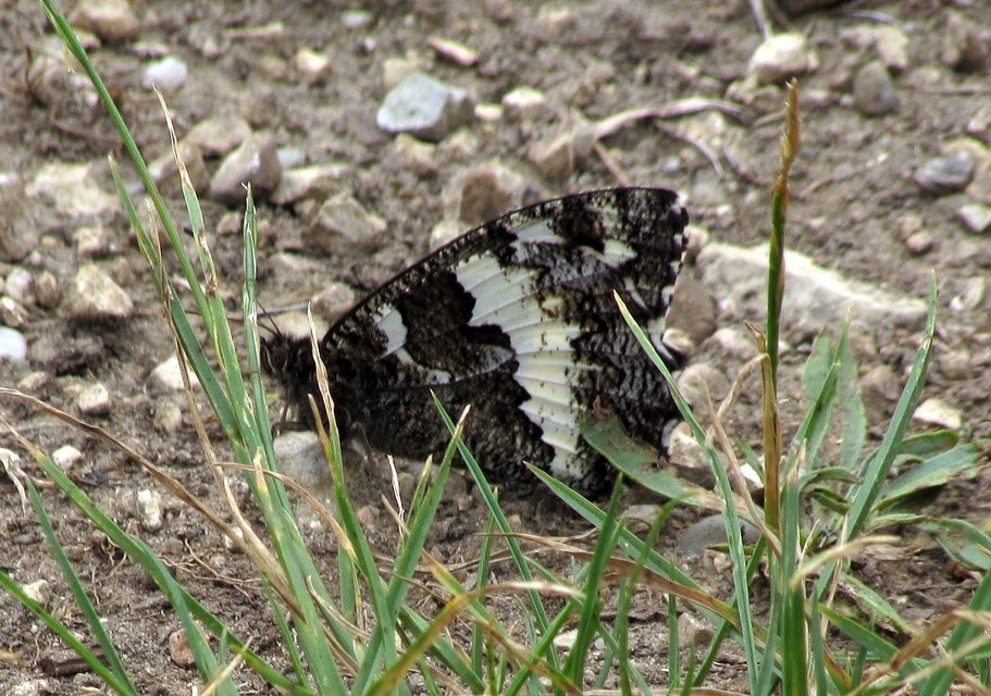 Brintesia circe - fehéröves szemeslepke