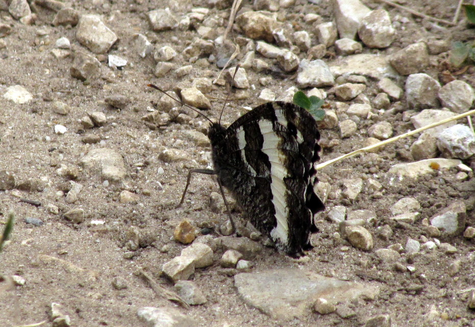 Brintesia circe - fehéröves szemeslepke