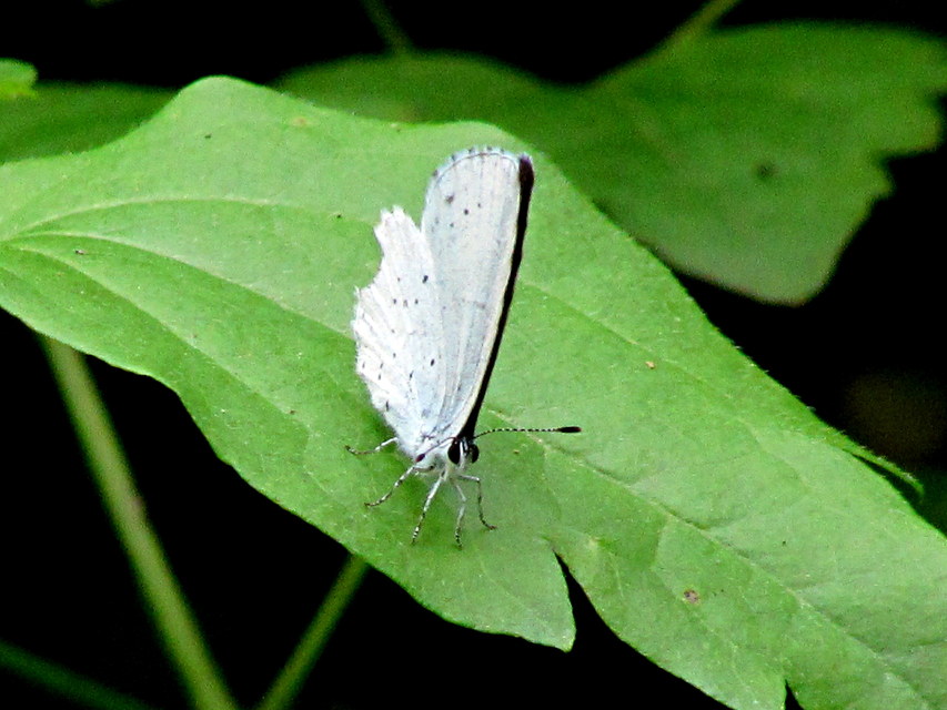 Celastrina argiolus - bengeboglárka