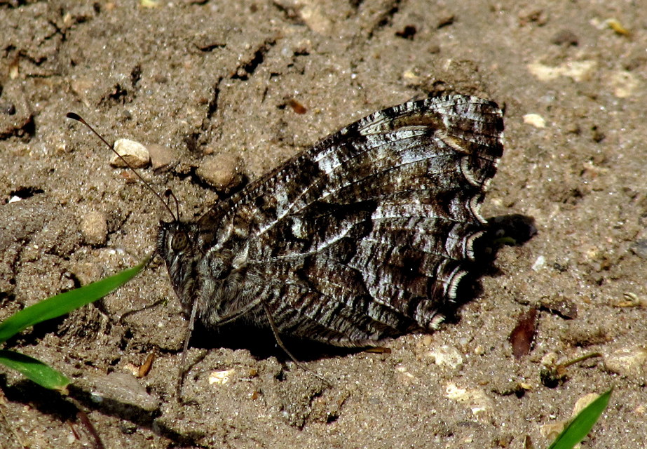 Hipparchia semele - barna szemeslepke