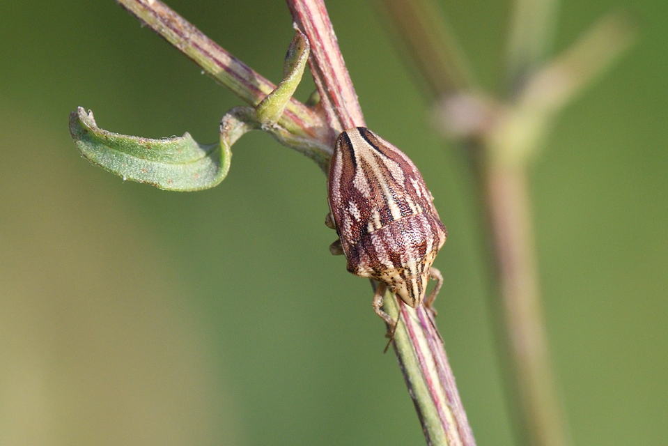 Odontotarsus purpureolineatus - tarka pajzsospoloska