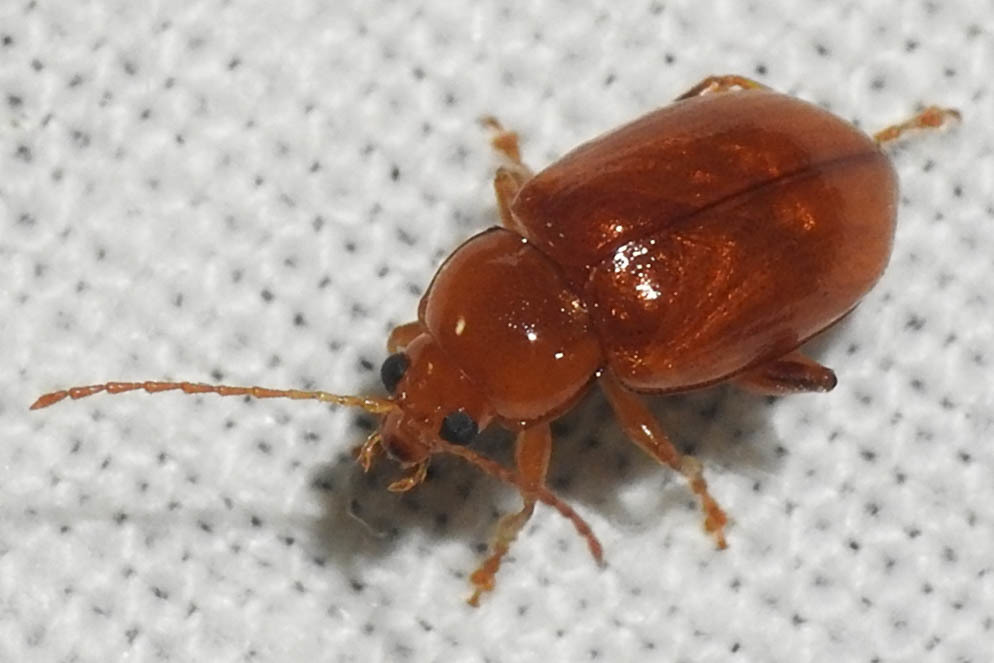 Neocrepidodera ferruginea - közönséges pázsitfű-földibolha