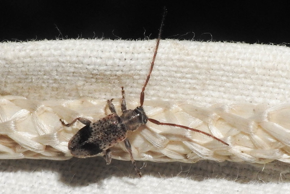 Exocentrus punctipennis - szilfa-rőzsecincér