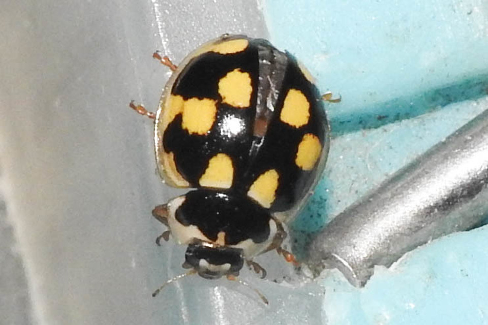 Propylea quatuordecimpunctata - tizennégypettyes füsskata