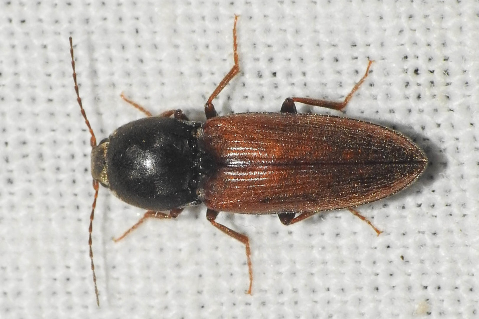 Dicronychus cinereus - szürke szívespattanó