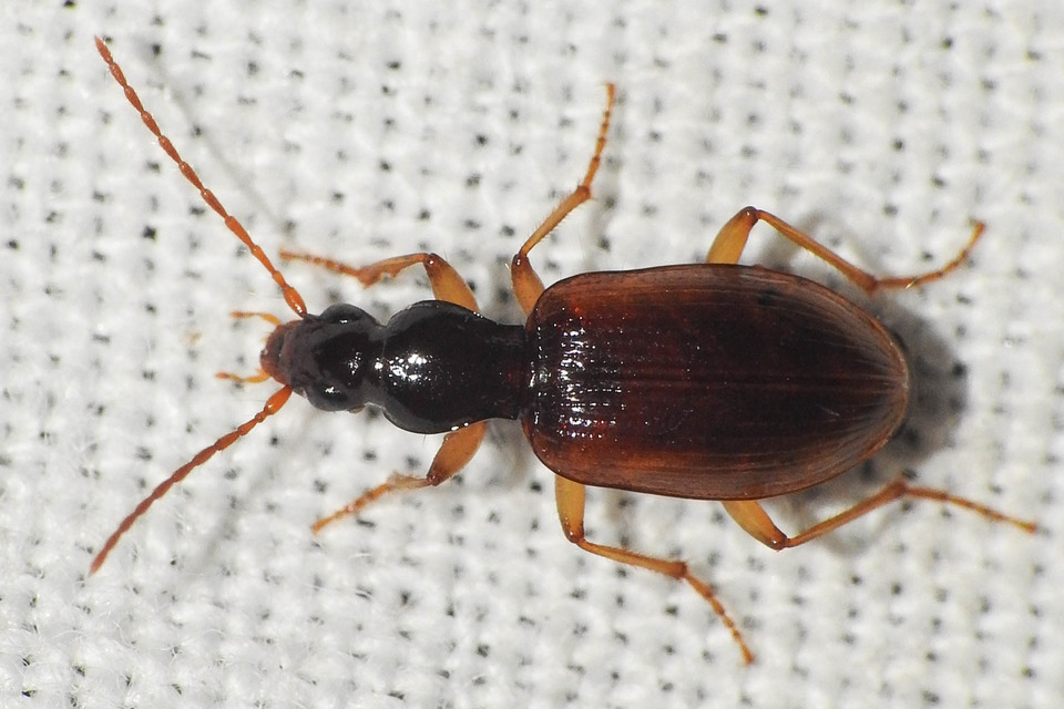 Oxypselaphus obscurus - barnás kisfutó