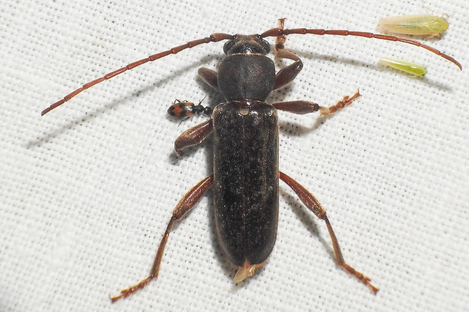 Trichoferus campestris - szállóvendég éjicincér