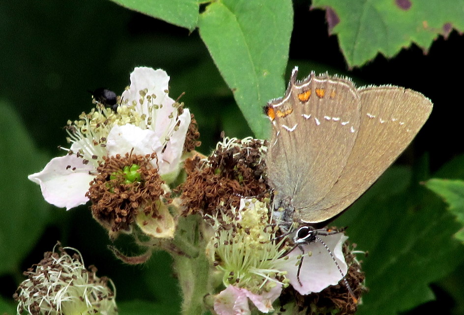 Satyrium ilicis - tölgyfa-csücsköslepke
