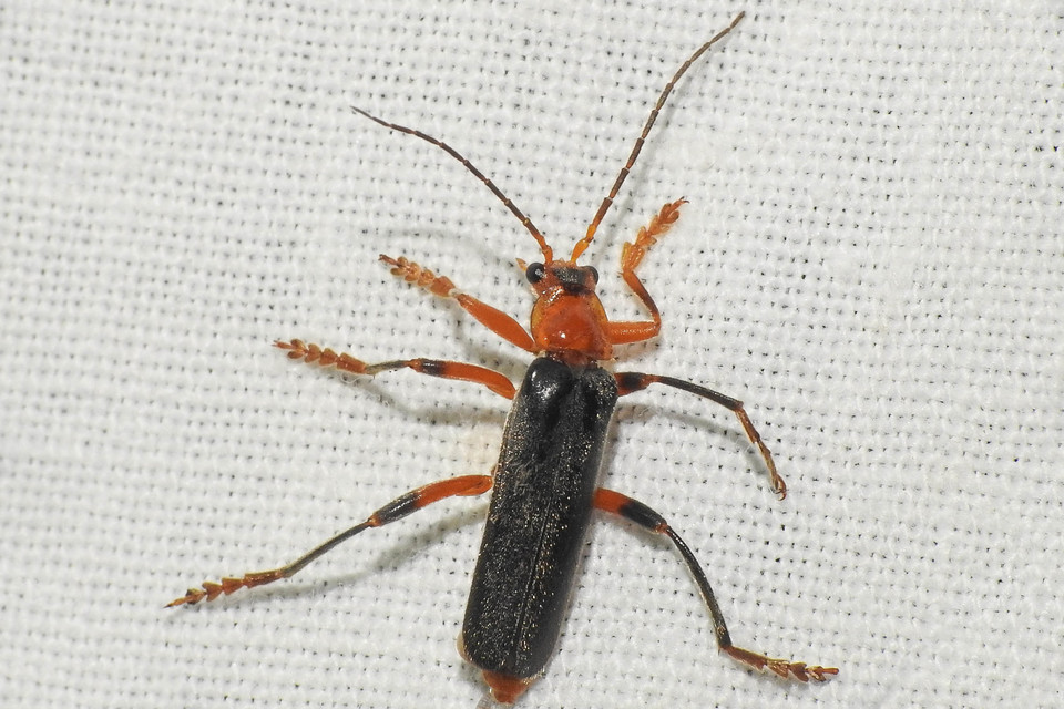 Cantharis livida - mezei lágybogár