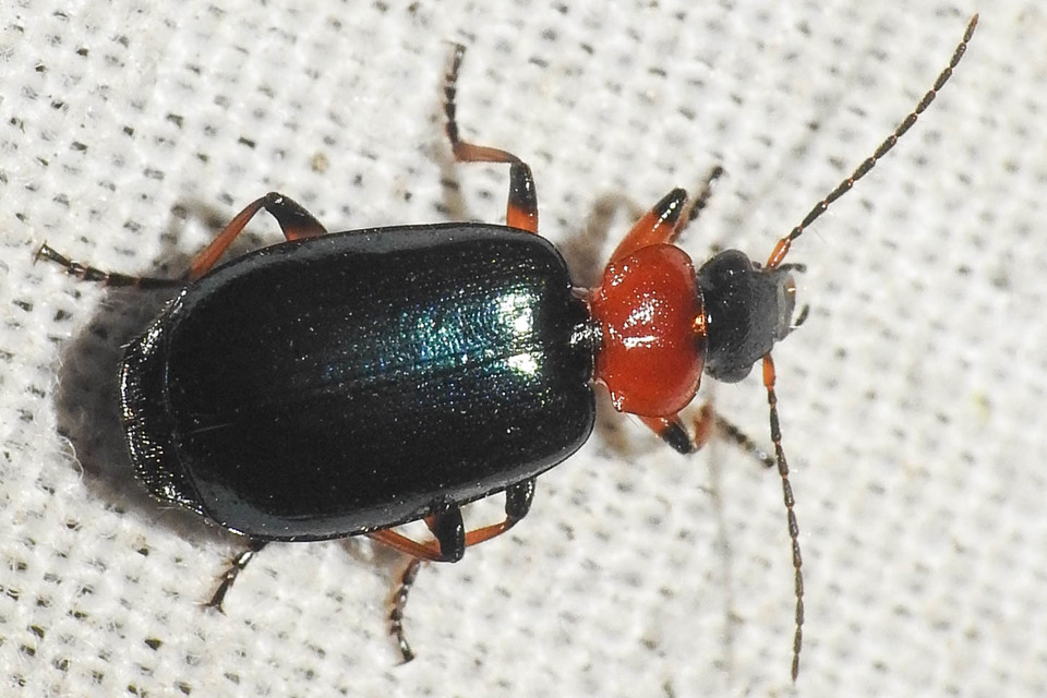 Lebia cyanocephala - pompás cserjefutó