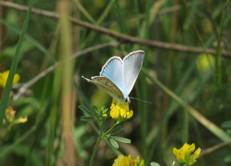 Polyommatus daphnis - csipkés boglárka