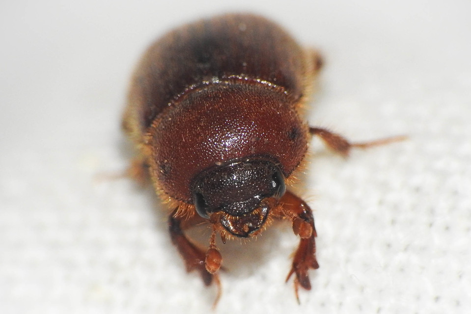 Ochodaeus chrysomeloides - alkonyati homoktúróbogár Ochodaeus chrysomeloides - alkonyati homoktúróbogár