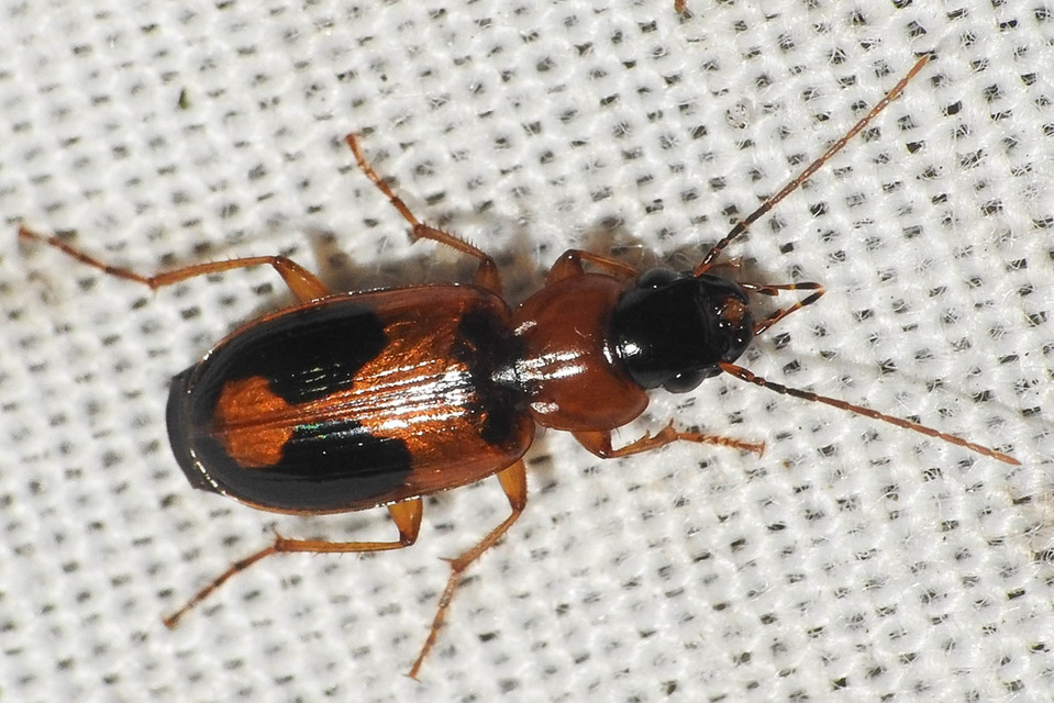 Badister meridionalis - közönséges posványfutonc