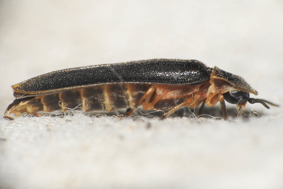 Lampyris noctiluca - nagy szentjánosbogár Lampyris noctiluca - nagy szentjánosbogár