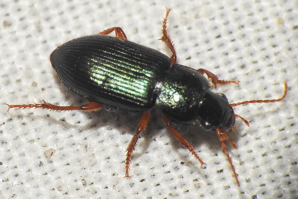 Ophonus azureus - azúrkék bársonyfutó