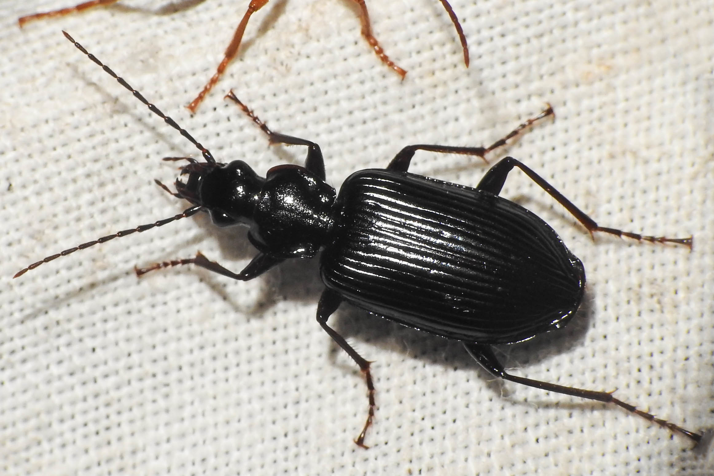 Limodromus longiventris - termetes kisfutó