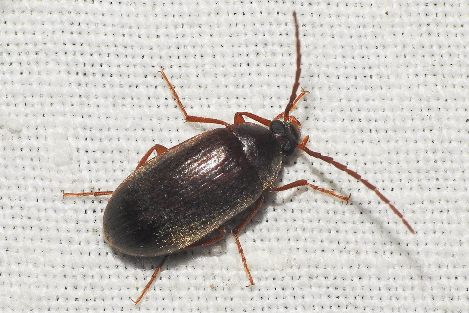 Hymenalia rufipes - rőtlábú alkonybogár