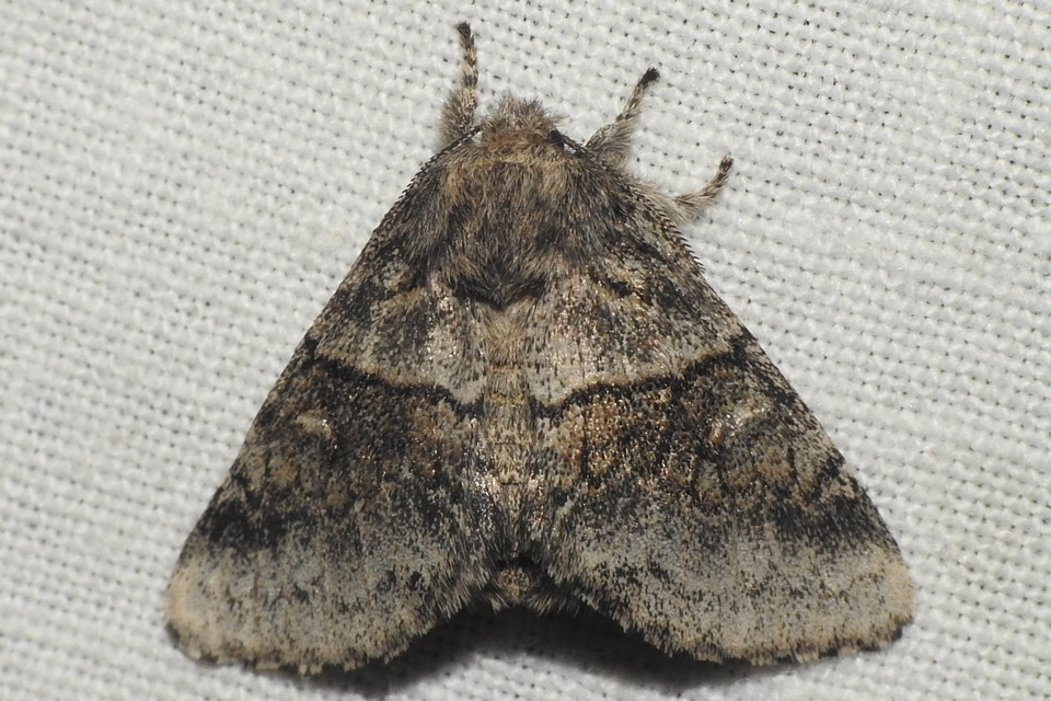 Gluphisia crenata - kormos púposszövő