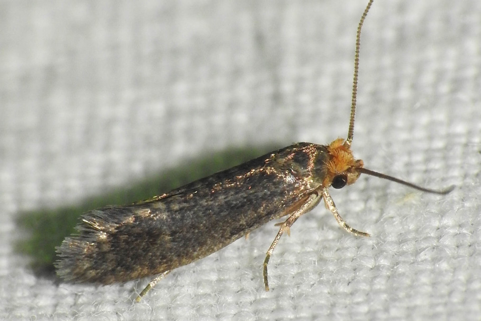 Cephimallota angusticostella - rozsdás hulladékmoly