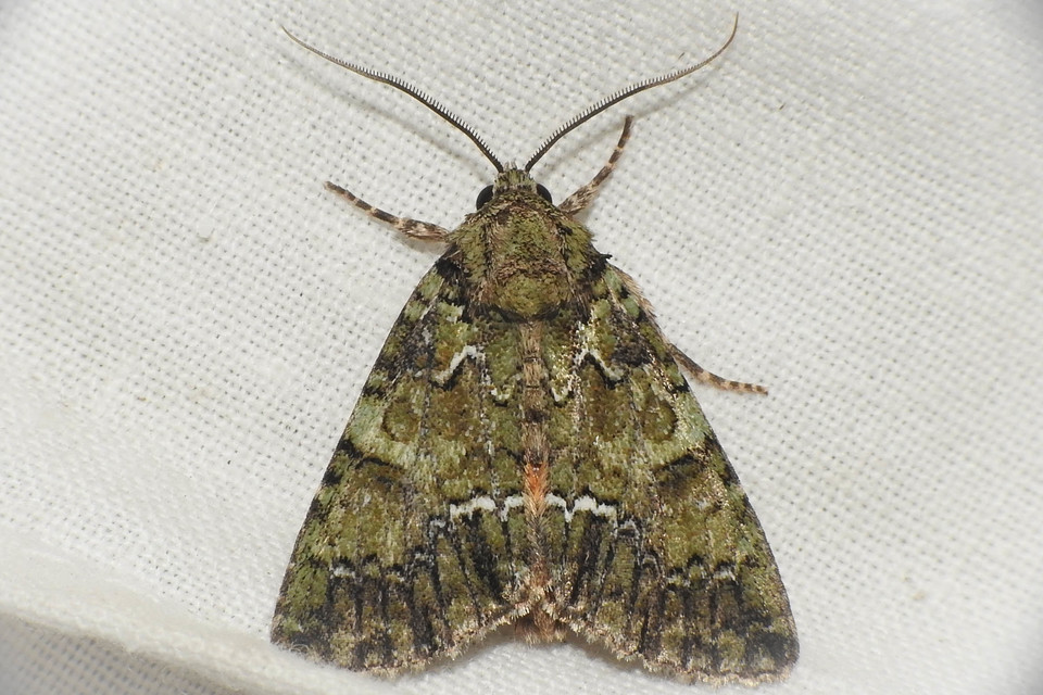 Polyphaenis sericata - selyemfényű erdeibagoly