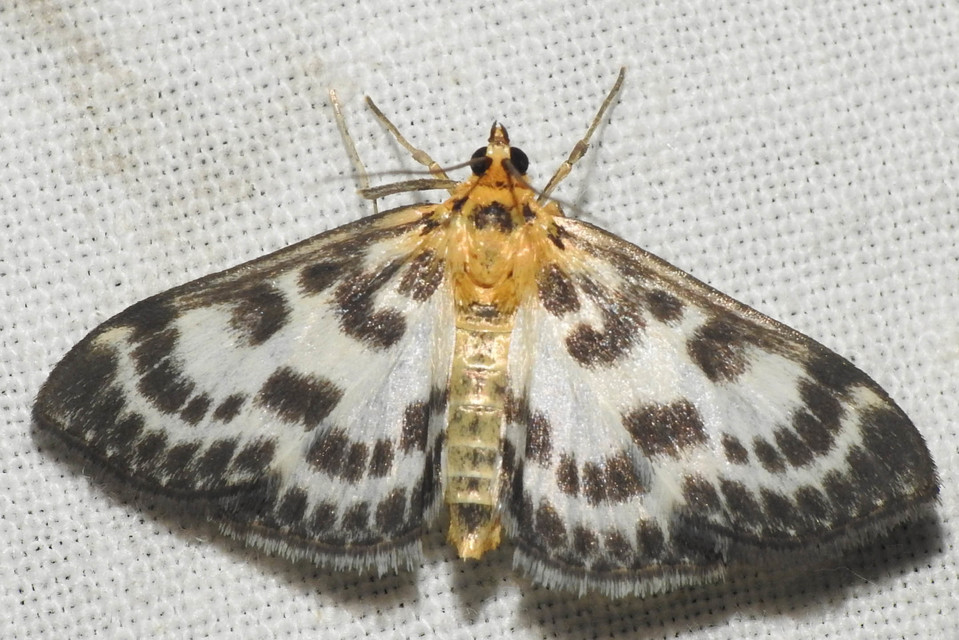Anania hortulata - tarka csalánmoly