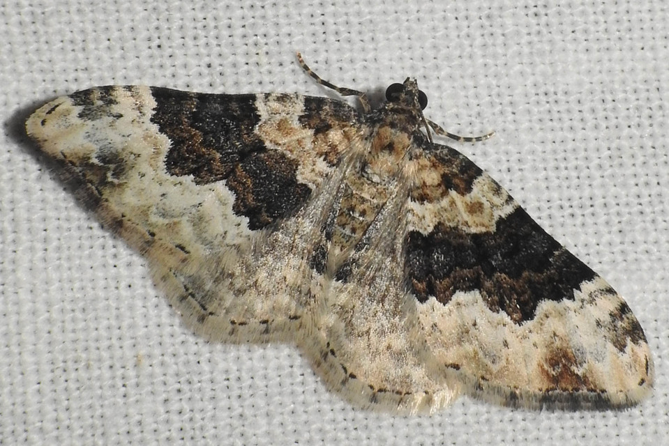 Epirrhoe galiata - sávos galajaraszoló