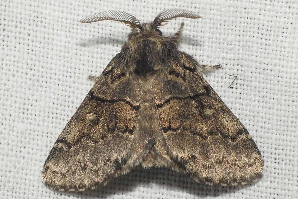 Gluphisia crenata - kormos púposszövő