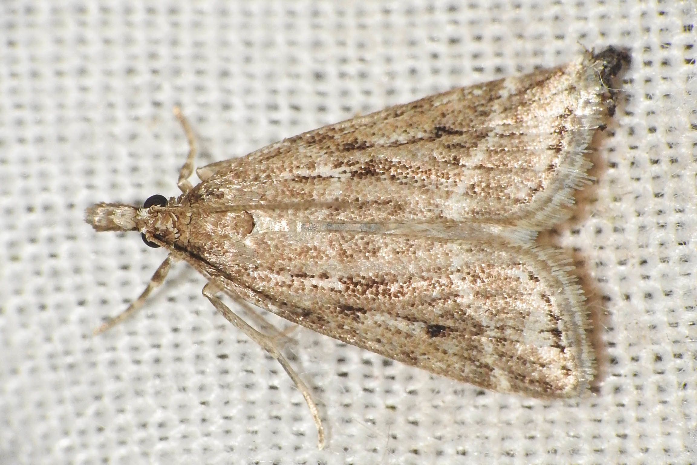 Eudonia pallida - mocsári mohailonca