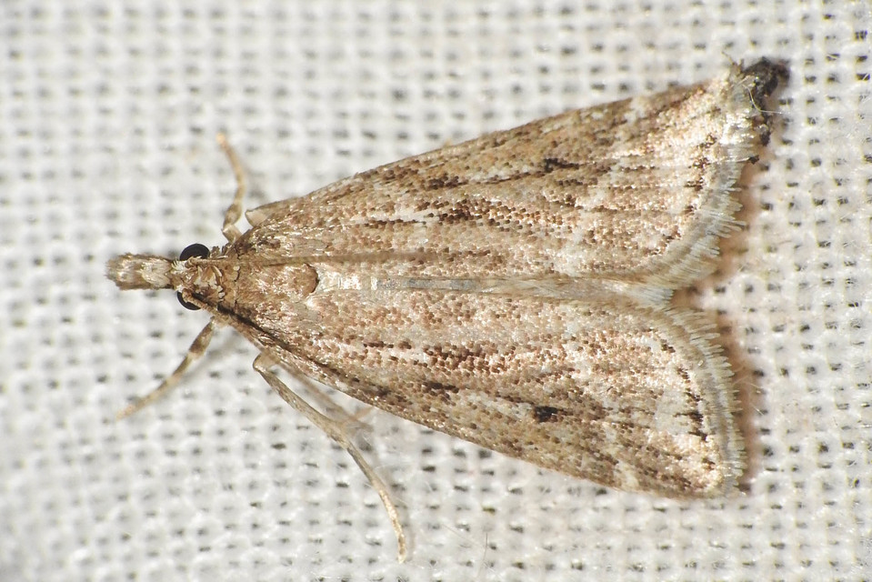 Eudonia pallida - mocsári mohailonca