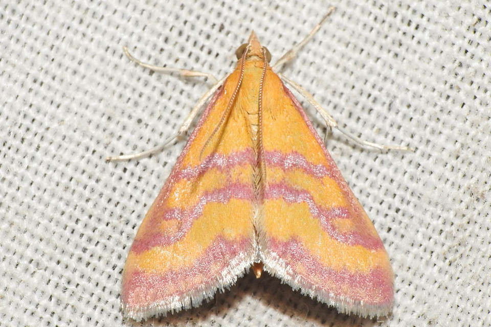 Pyrausta sanguinalis/virginalis