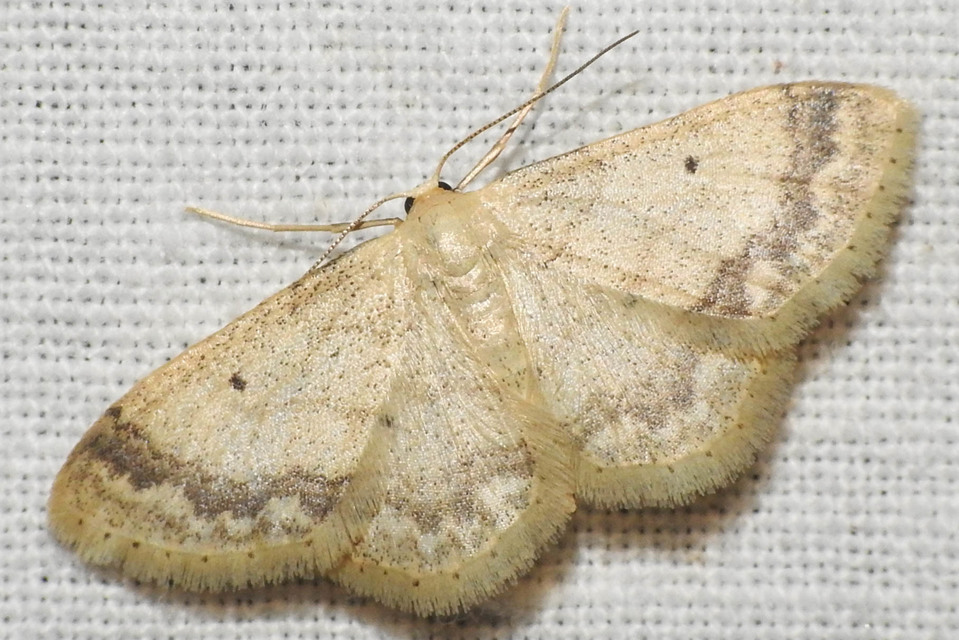 Idaea biselata - mocsári sávosaraszoló