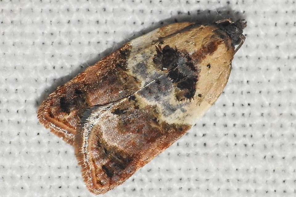 Acleris variegana - tarka levélmoly