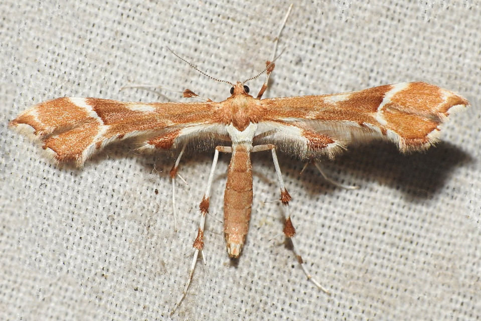Cnaemidophorus rhododactyla - rózsabogyó-tollasmoly