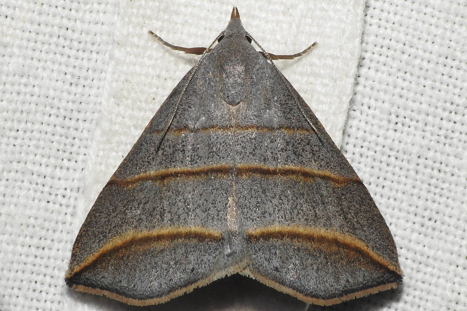 Colobochyla salicalis - háromsávos törpebagoly