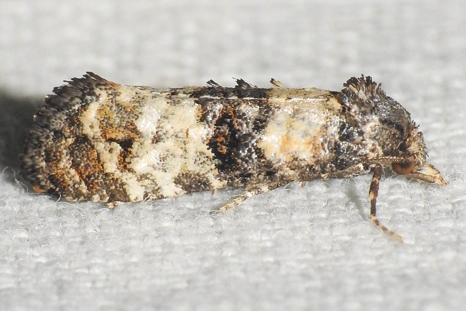 Phtheochroa pulvillana - spárgaszár-fúrómoly