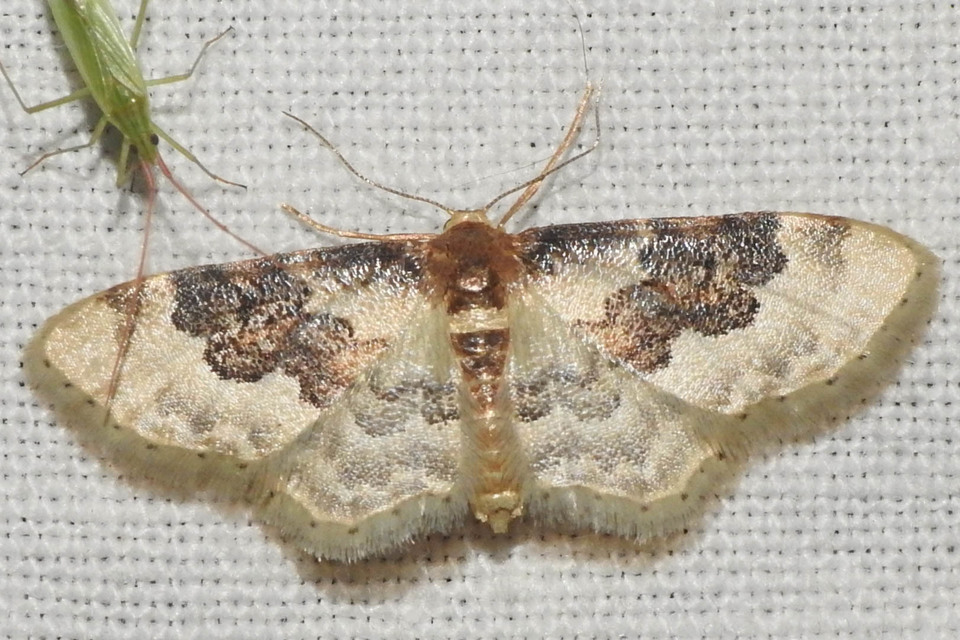 Idaea rusticata - tarka apróaraszoló