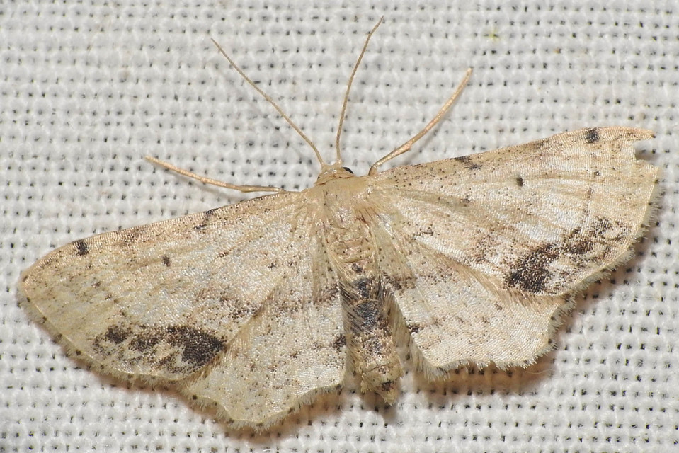 Idaea dimidiata - gyakori apróaraszoló