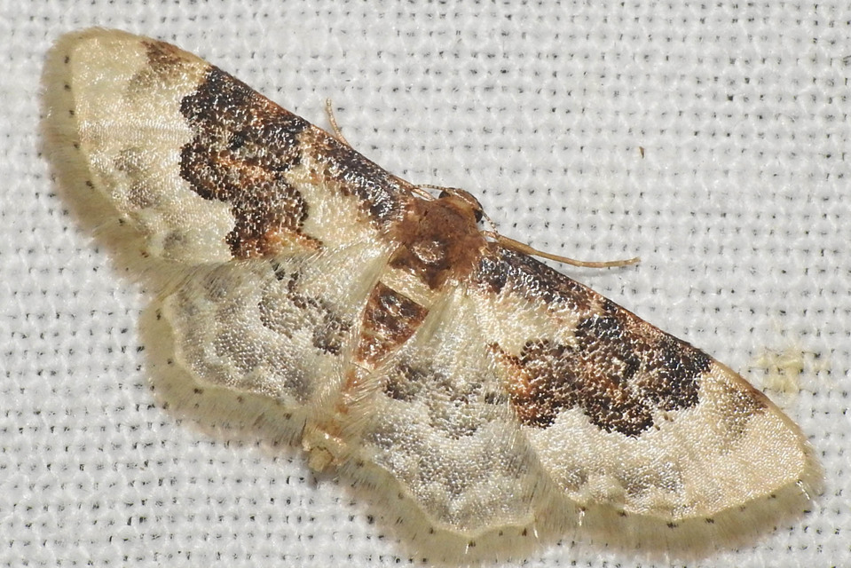 Idaea rusticata - tarka apróaraszoló