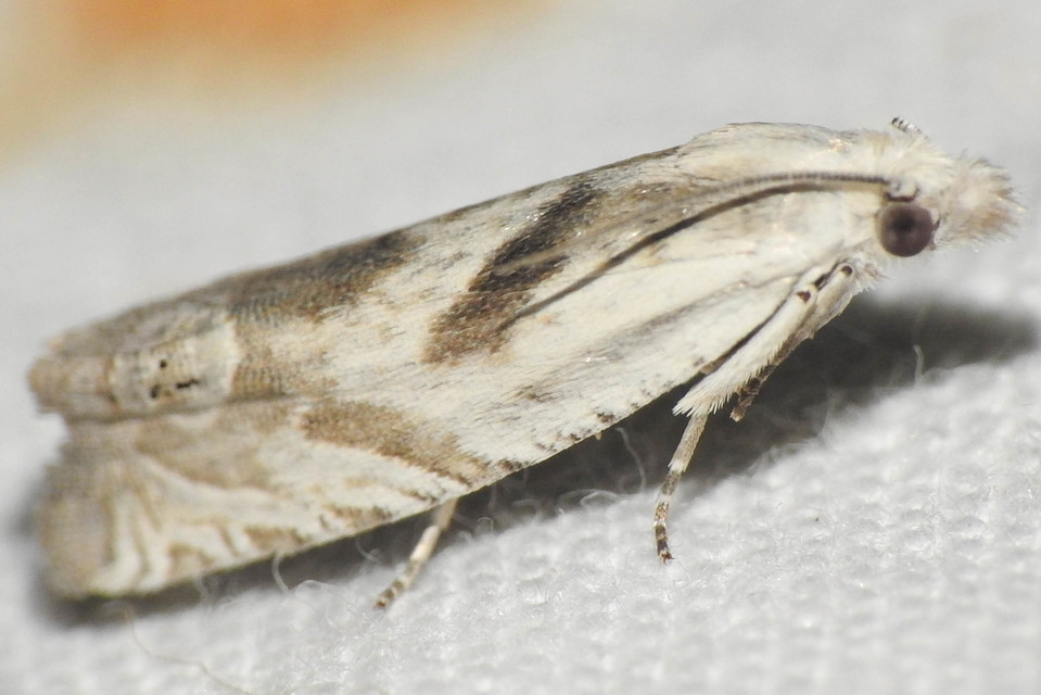 Eucosma metzneriana - ürömgyökér-tükrösmoly